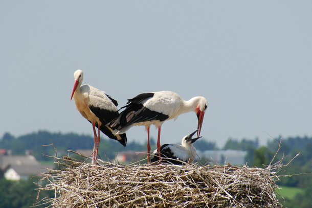 Three storks in a nest. 