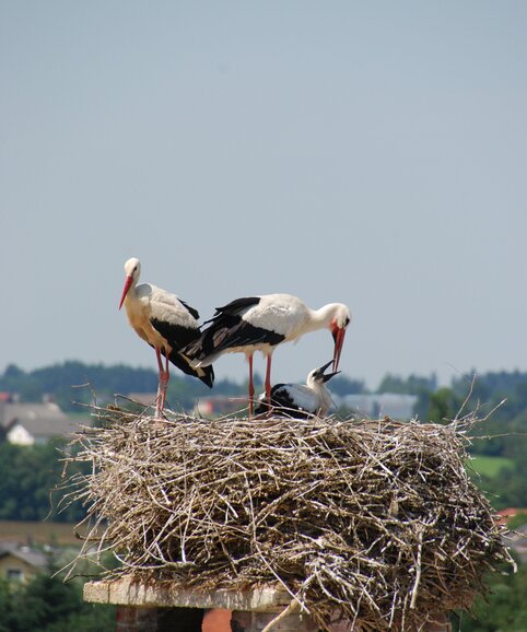 Three storks in a nest. 