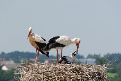 Drei Störche im Nest.