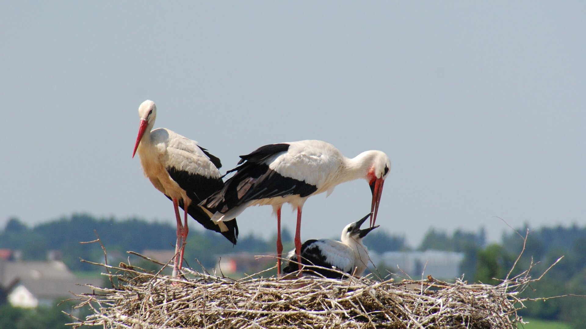 Drei Störche im Nest.