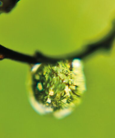 Drop of water hanging on a branch.