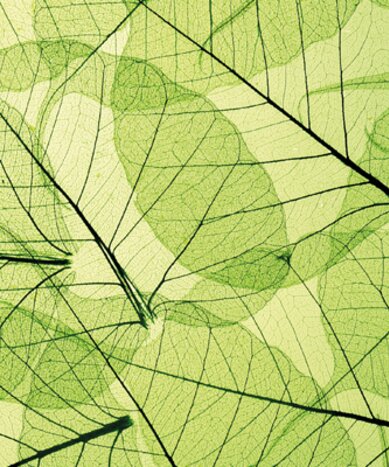 Green canopy.